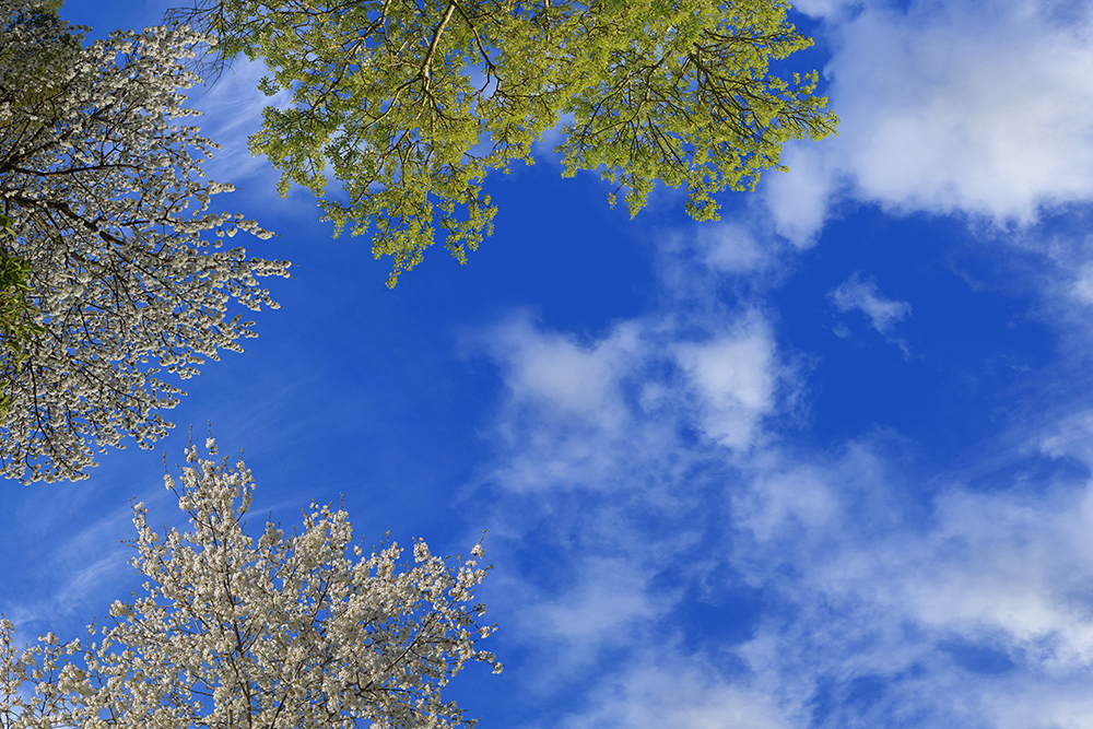 spring blossoms 02